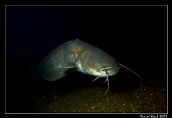 A huge Wels Catfish in the Aare River by Daniel Strub 